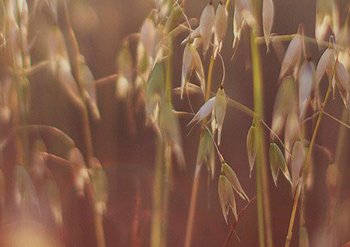 Content Block Oat Milk