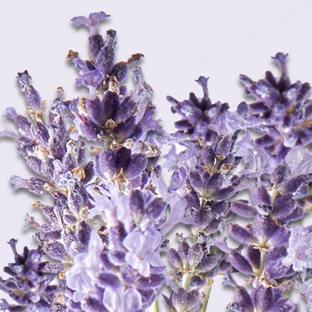 Garnier Inhaltsstoff Lavendel