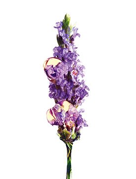 Bio-Inhaltsstoff-Lavendel-Pflanze-kl